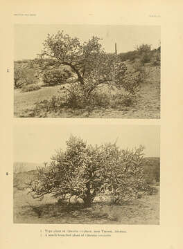 Image de Cylindropuntia vivipara (Rose) F. M. Knuth