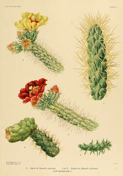 Image de Cylindropuntia tunicata (Lehm.) F. M. Knuth