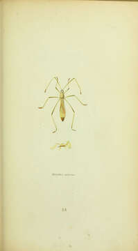 Image of Jalysus spinosus (Say & T. 1824)