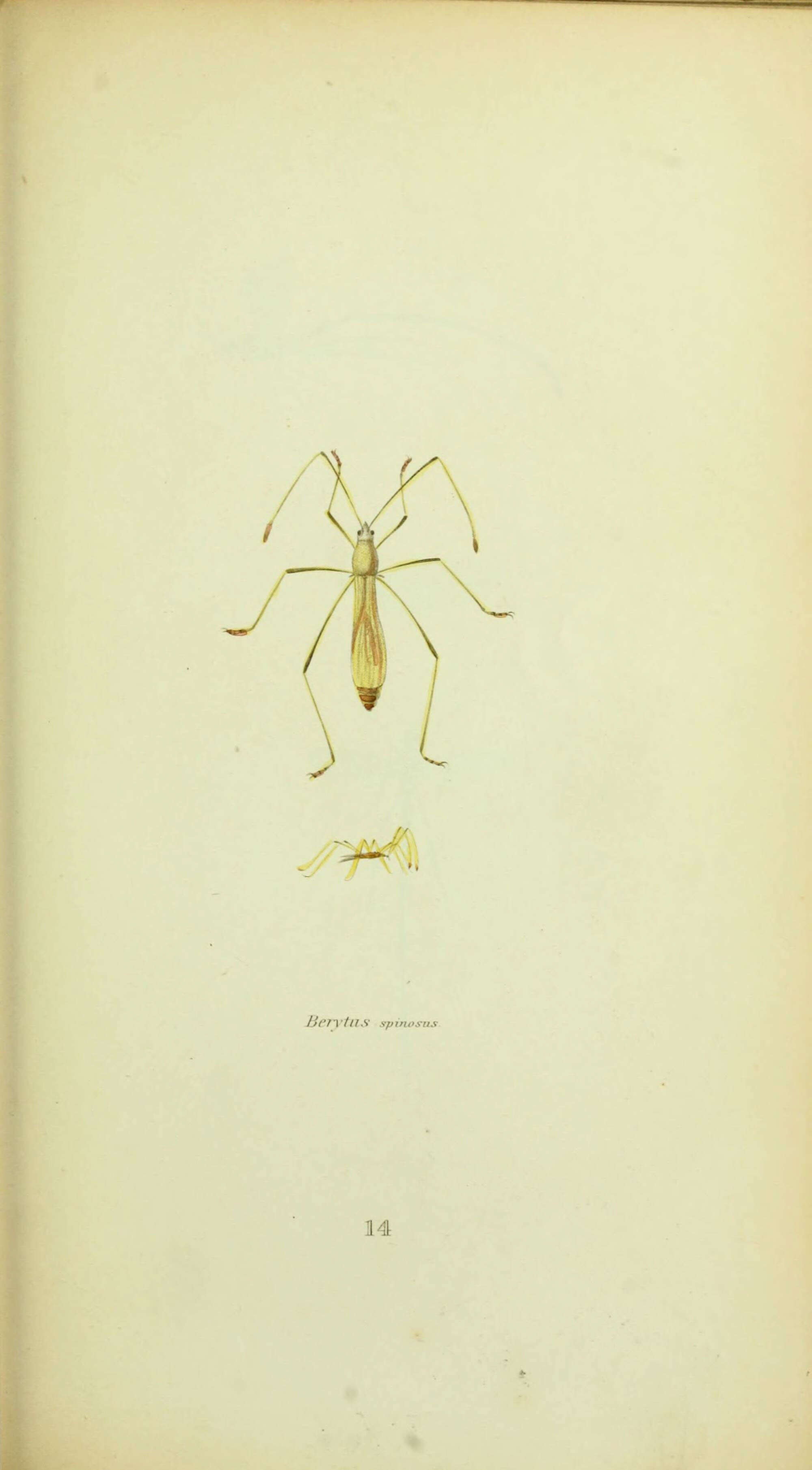 Image of Jalysus spinosus (Say & T. 1824)