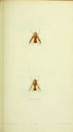 Image of Fidena abominata Philip 1941