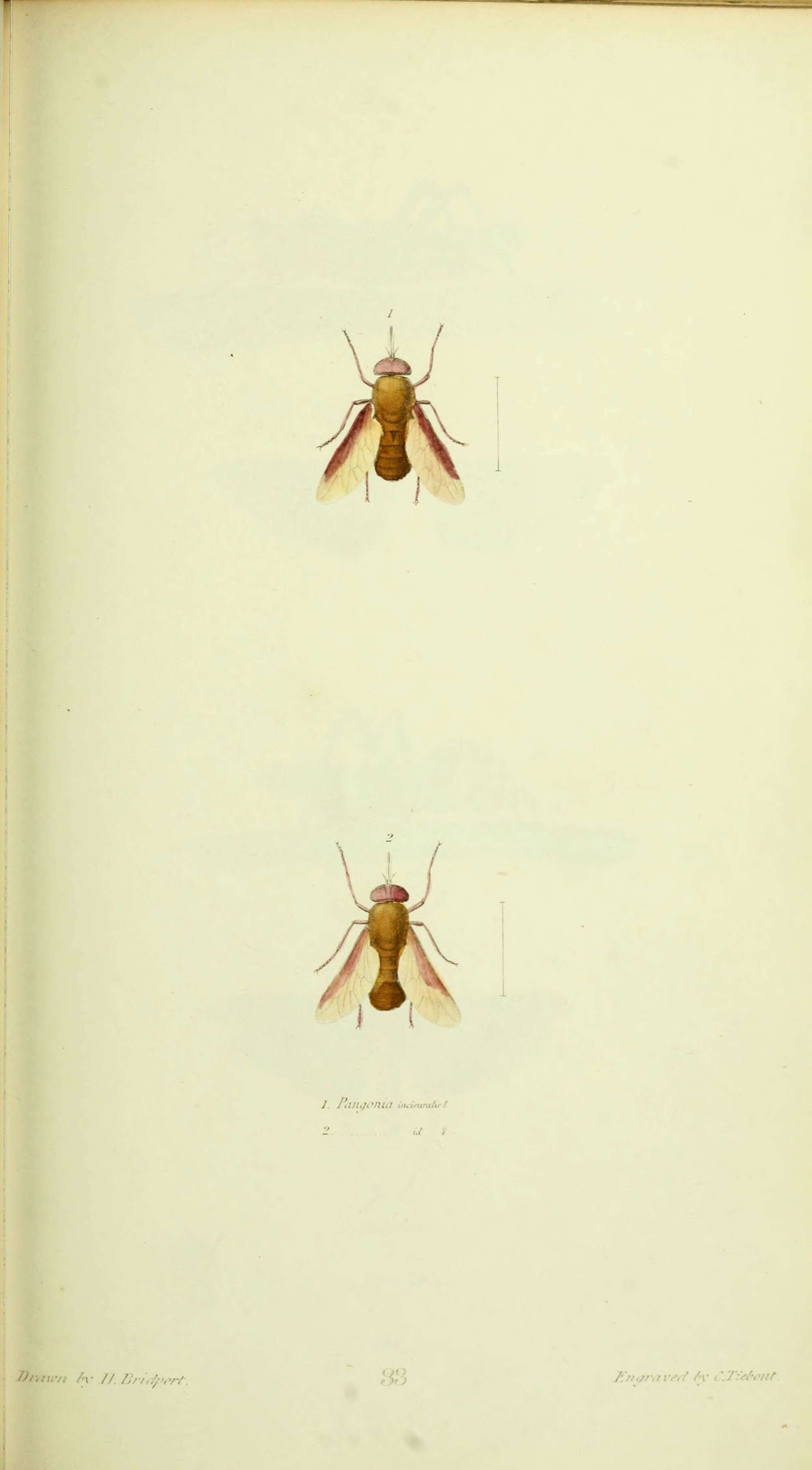 Image of Fidena abominata Philip 1941