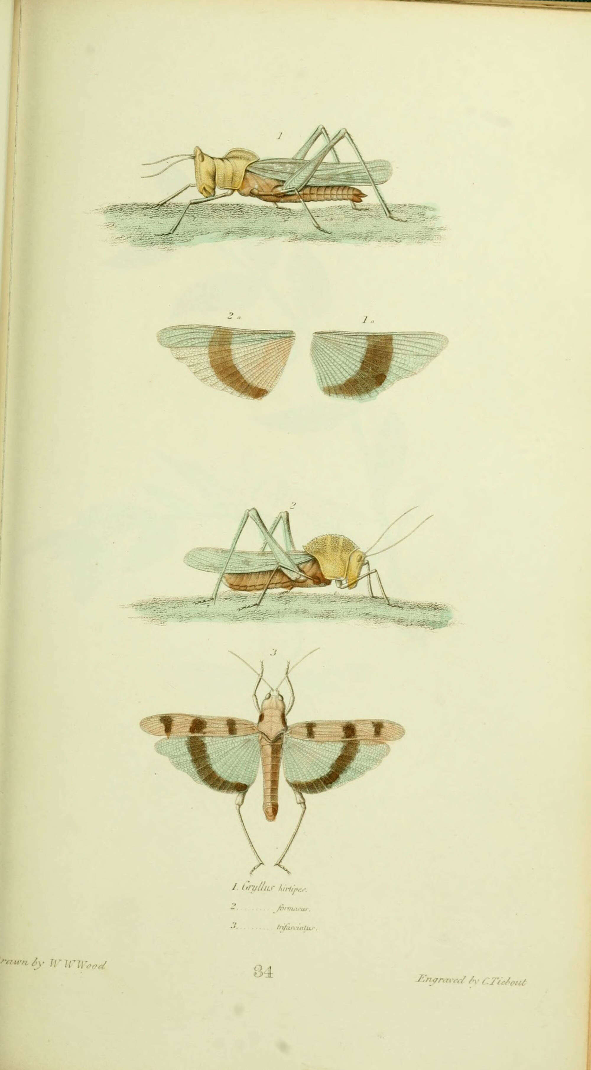 Image of Point-head Grasshoppers