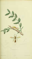 Sivun Heteromyia fasciata Say 1825 kuva
