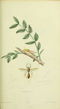 Image de Heteromyia fasciata Say 1825