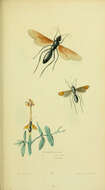 Image de Pompilus formosus (Smith 1862)