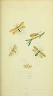 Image of Ptilostomis (Ptilostomis) semifasciata (Say 1828)