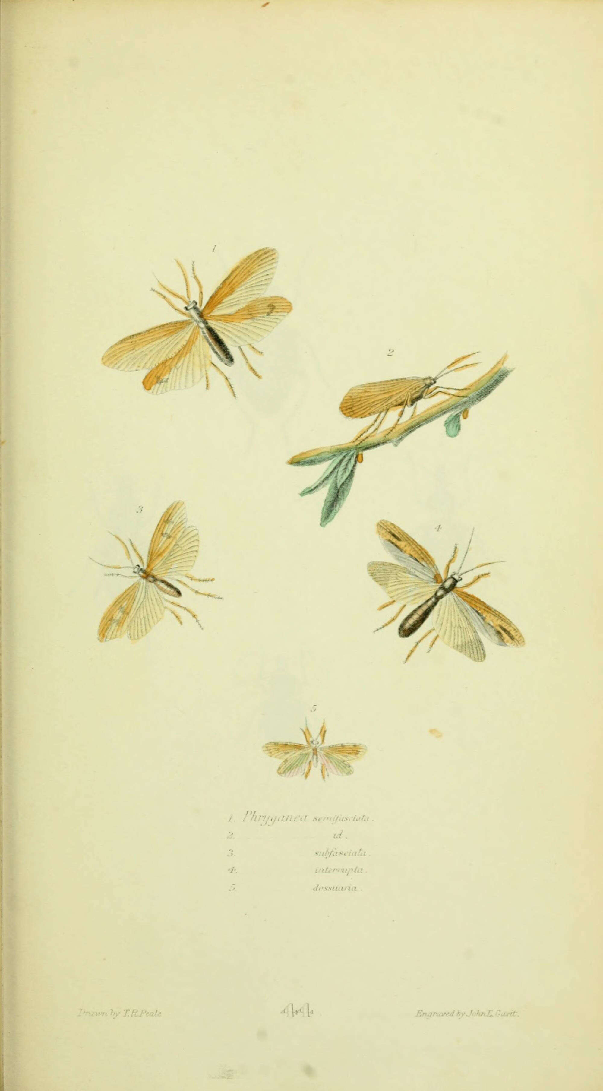 Image of Ptilostomis (Ptilostomis) semifasciata (Say 1828)