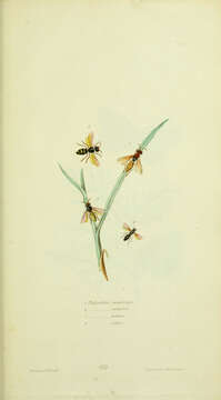 Image of Eucerceris canaliculata (Say 1823)