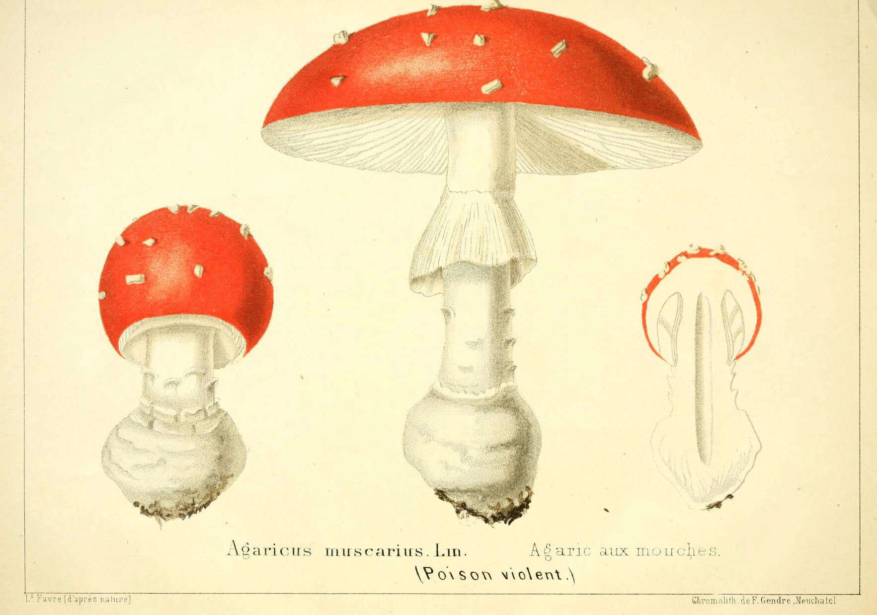 Image of Fly agaric