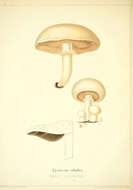 Imagem de Agaricus bitorquis (Quél.) Sacc. 1887