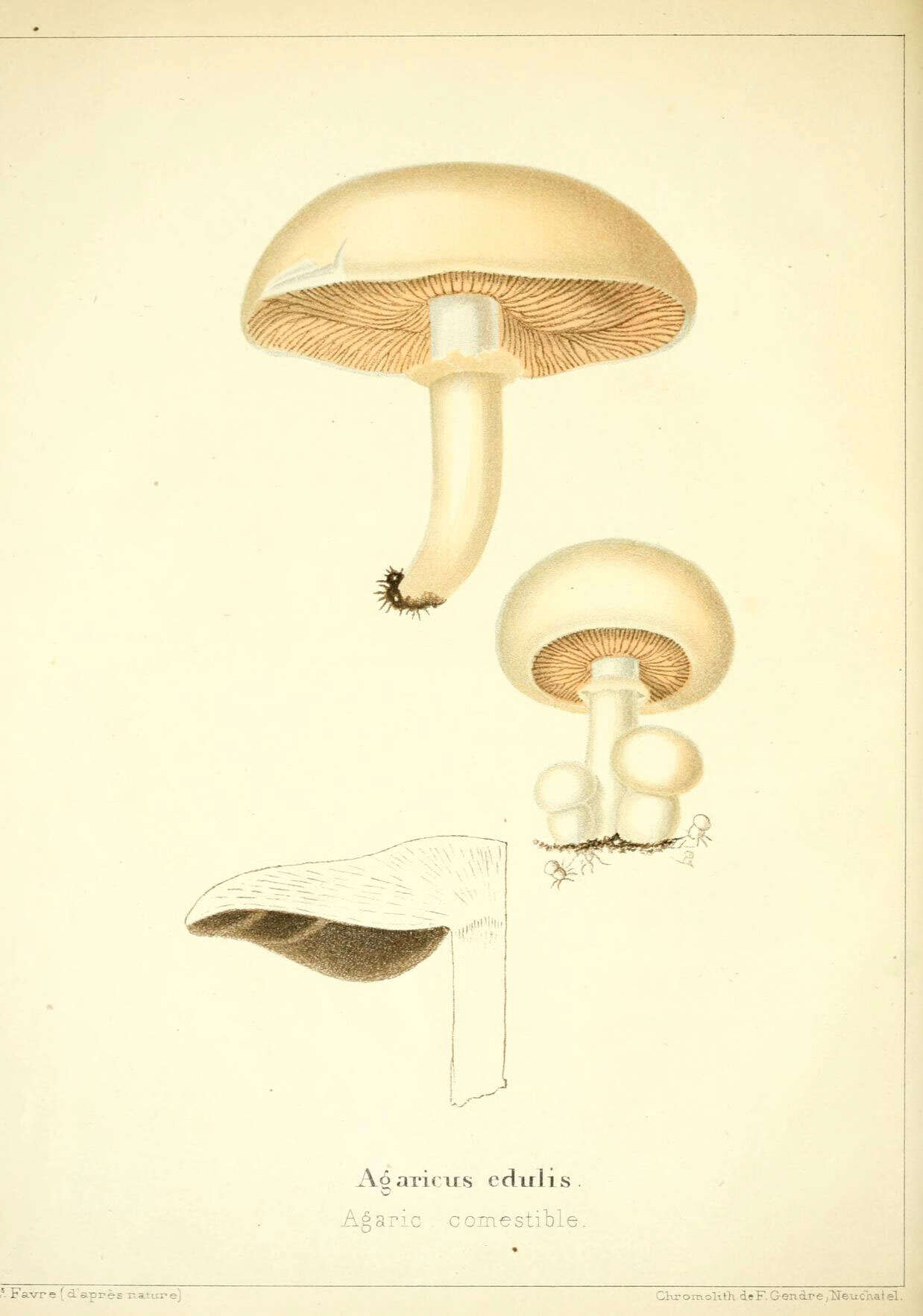 Imagem de Agaricus bitorquis (Quél.) Sacc. 1887
