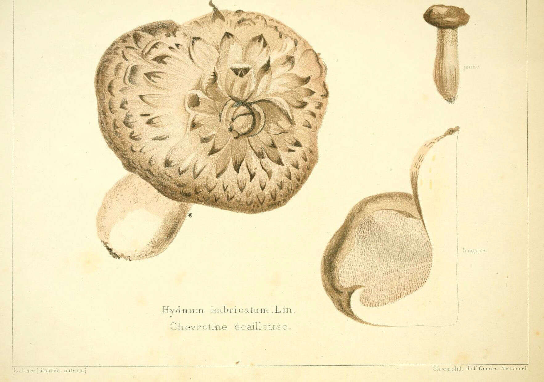 Image de Sarcodon imbricatus (L.) P. Karst. 1881