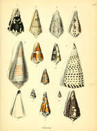 Image de Conidae J. Fleming 1822