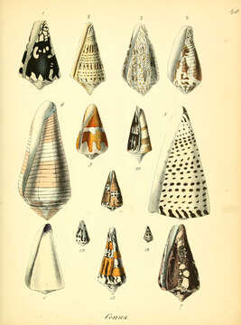 Image of cone snails