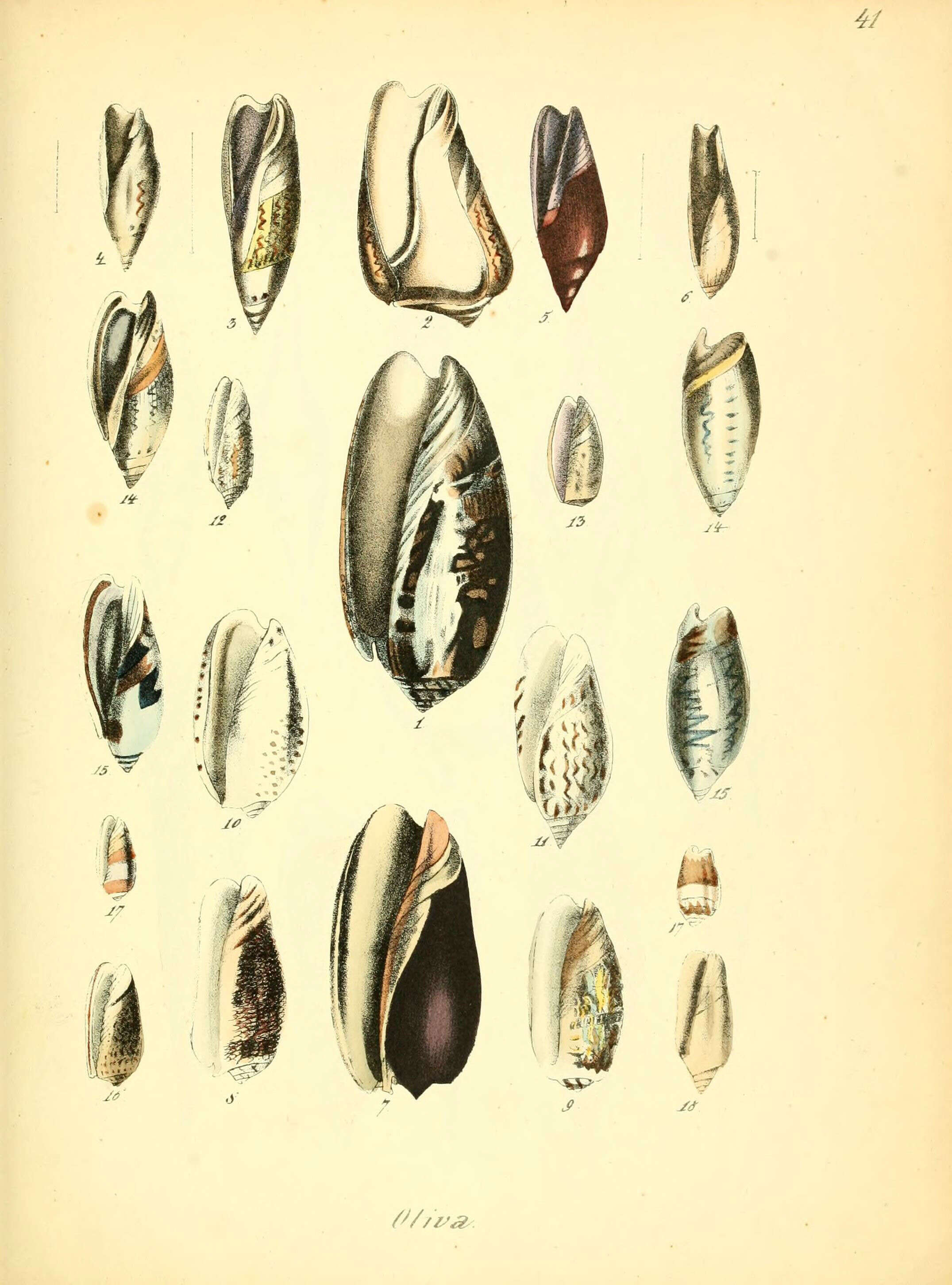 Sivun Olivinae Latreille 1825 kuva