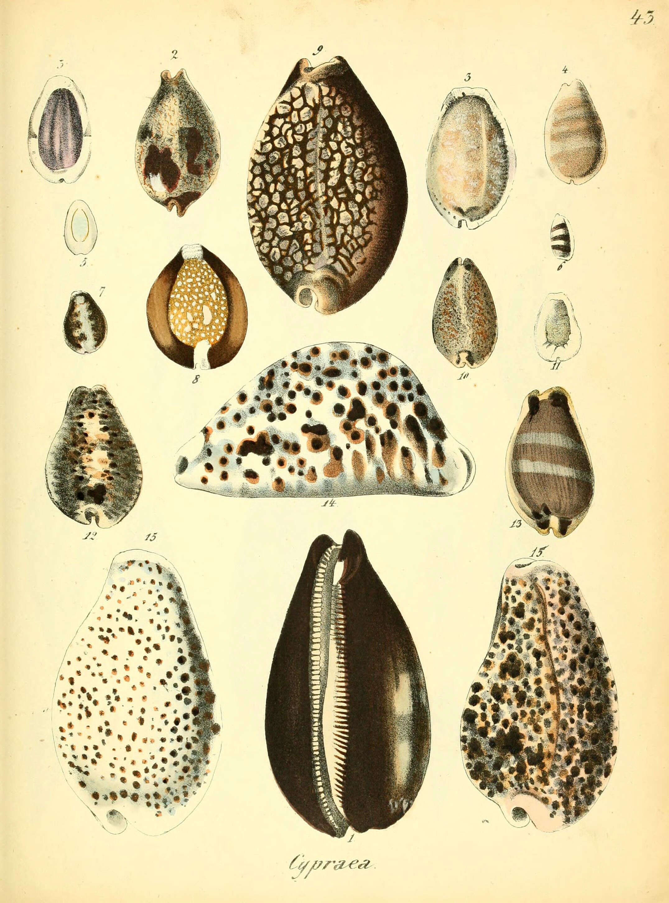 Image of Cypraeinae Rafinesque 1815