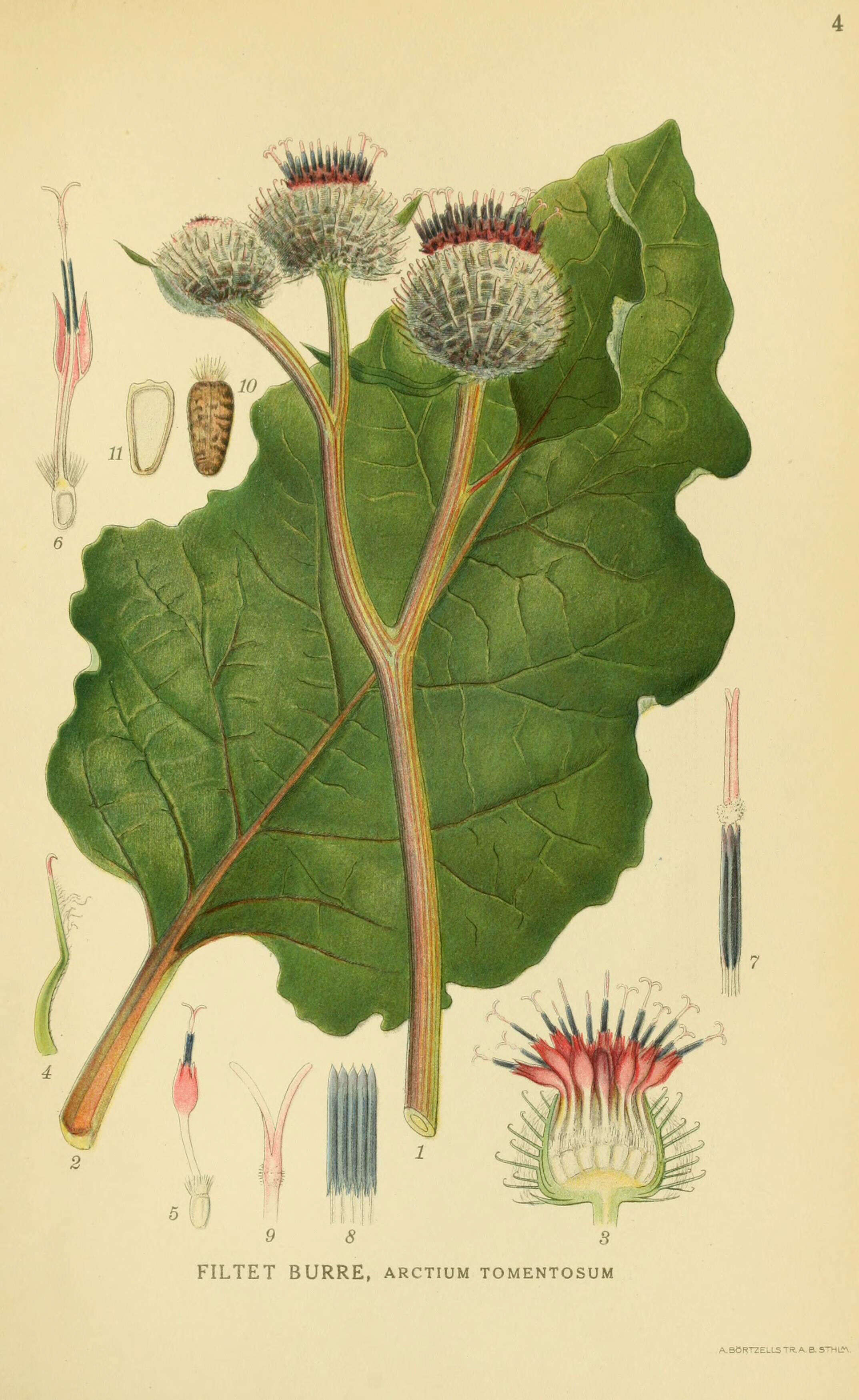 Image of woolly burdock