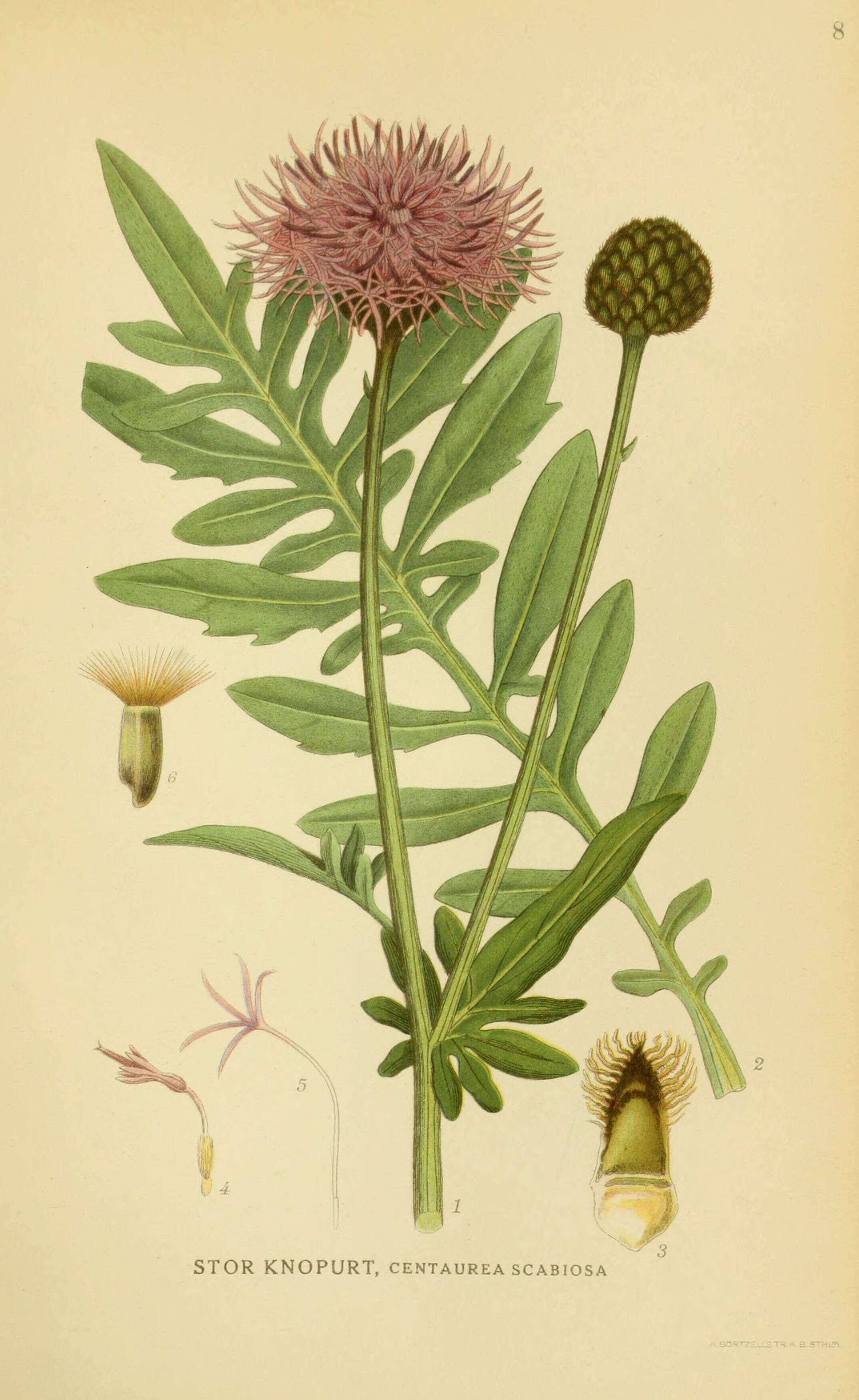 Image of greater knapweed