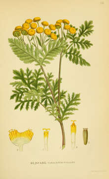 Tanacetum vulgare L. resmi