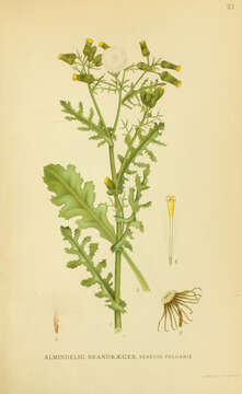 Image of groundsel