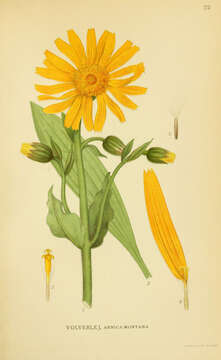 Image of mountain arnica