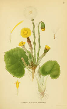 Image of coltsfoot