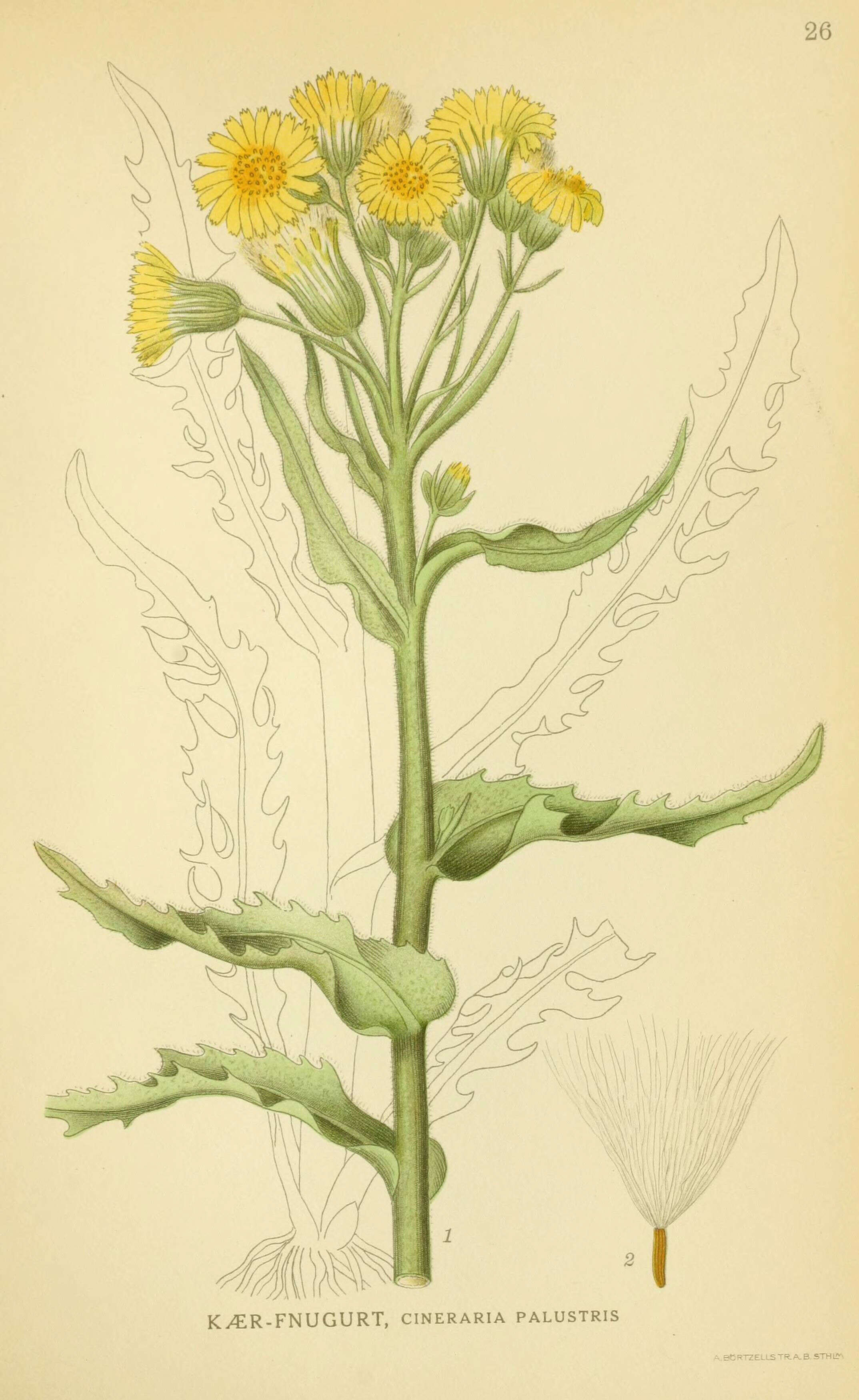 Image de Tephroseris palustris