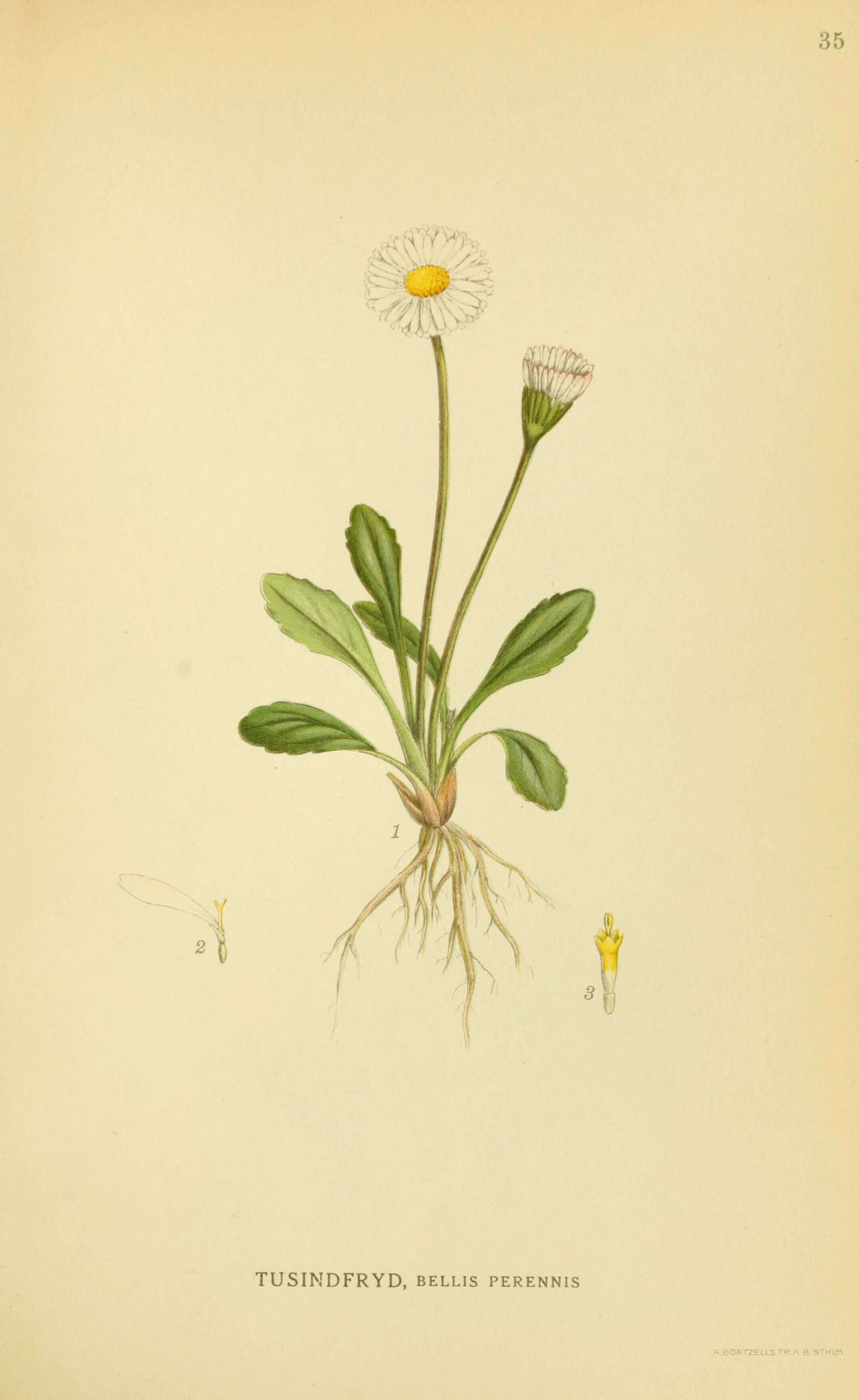 Image of Daisy