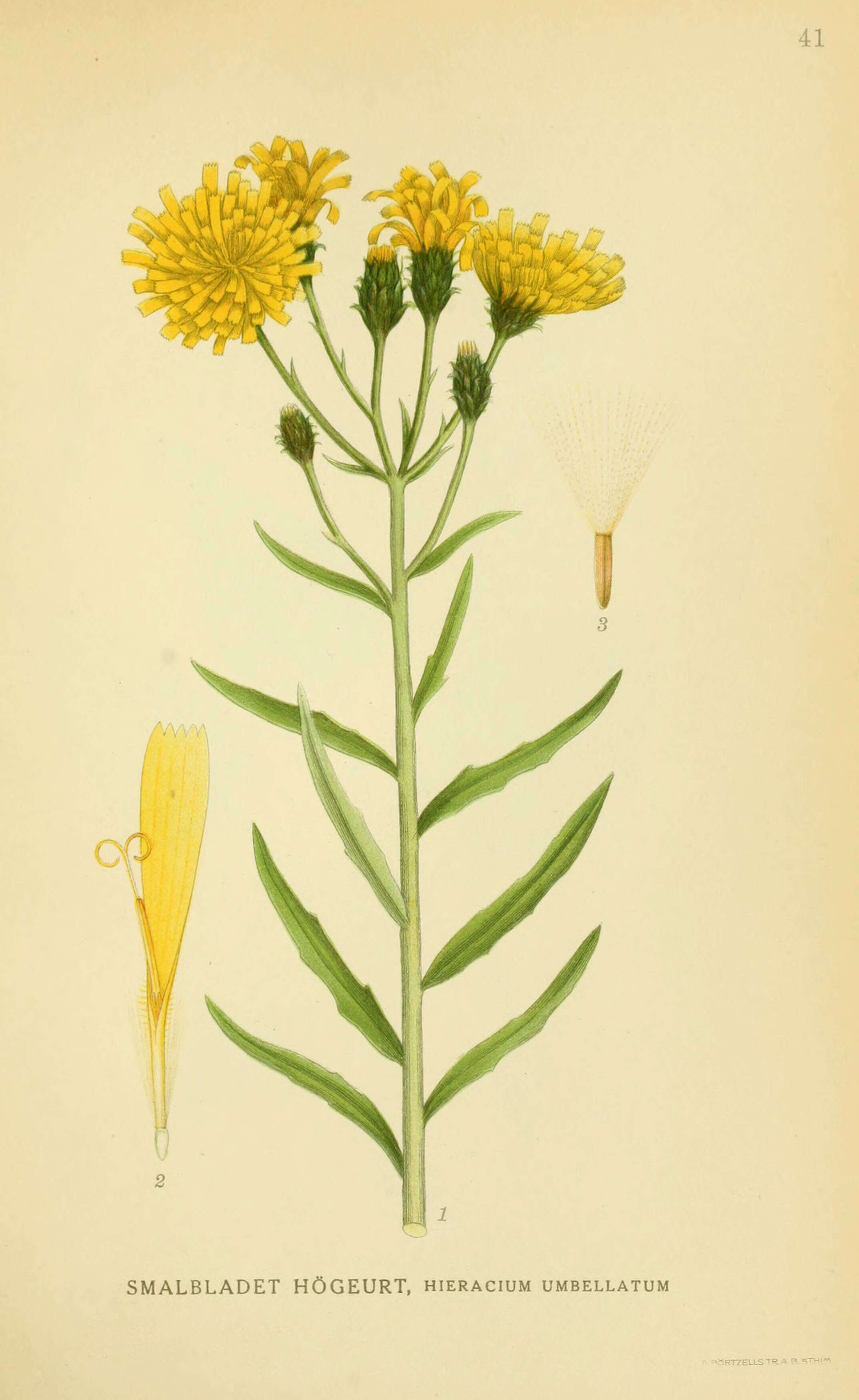 Image of hawkweed