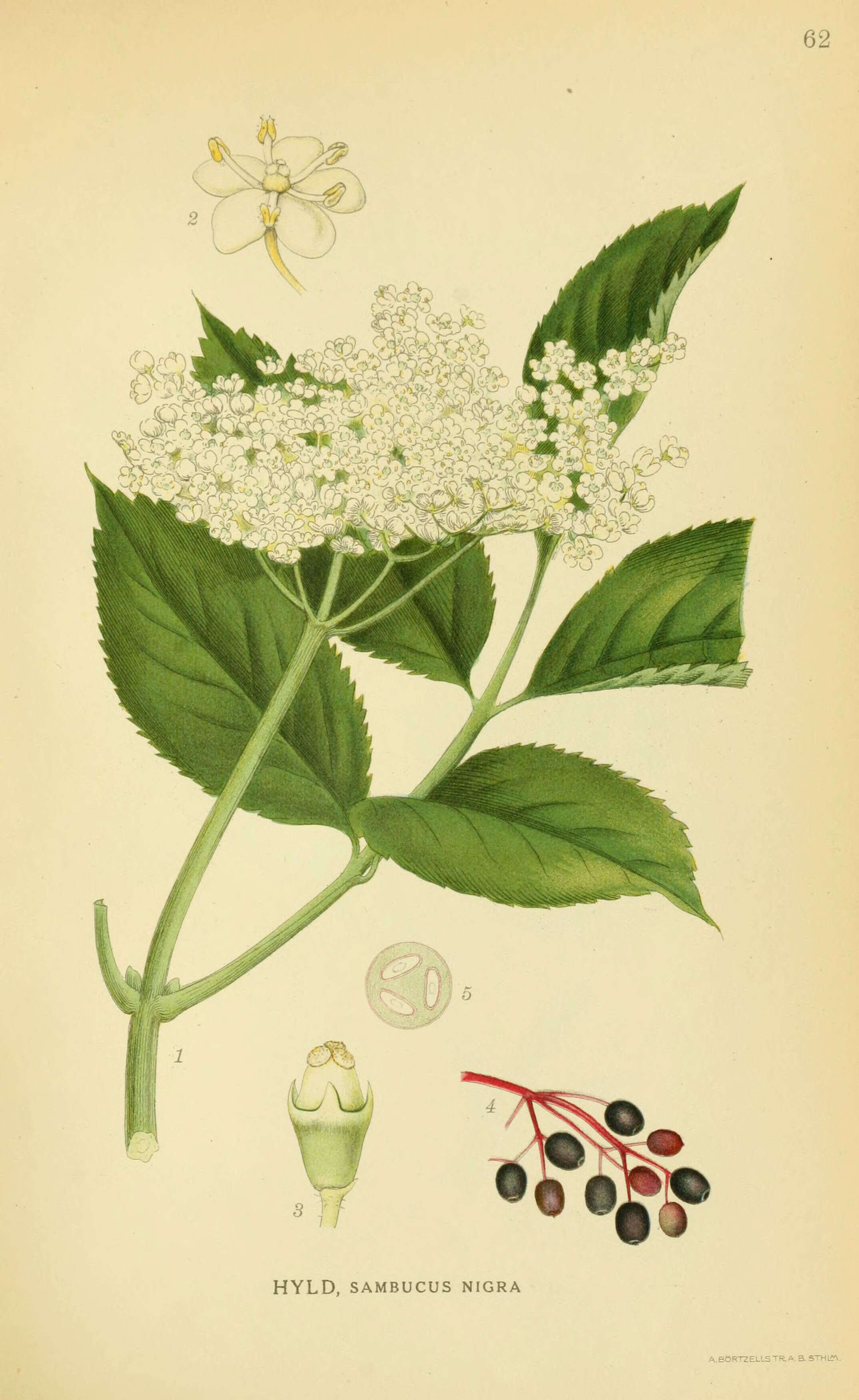 Imagem de Sambucus nigra L.