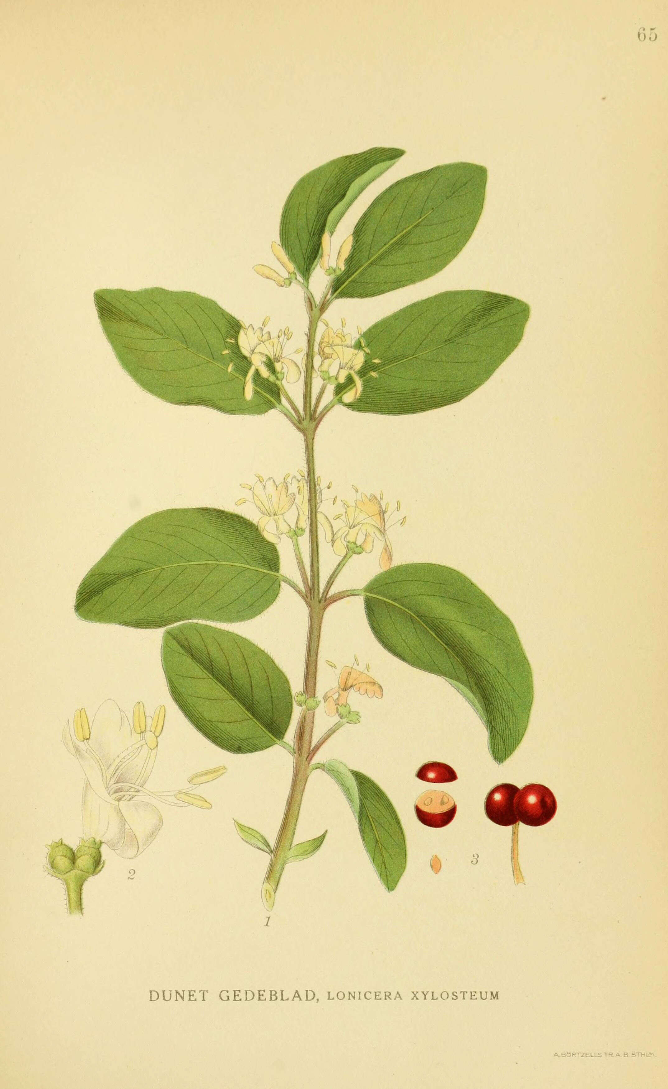 Image of dwarf honeysuckle