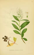 Image of European privet