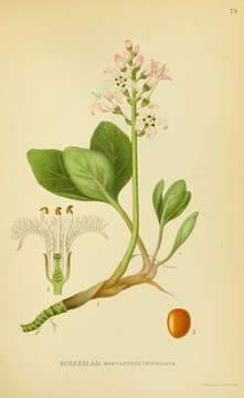 Image of bogbean