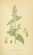 Image of Catnip