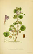 Image of Ground ivy