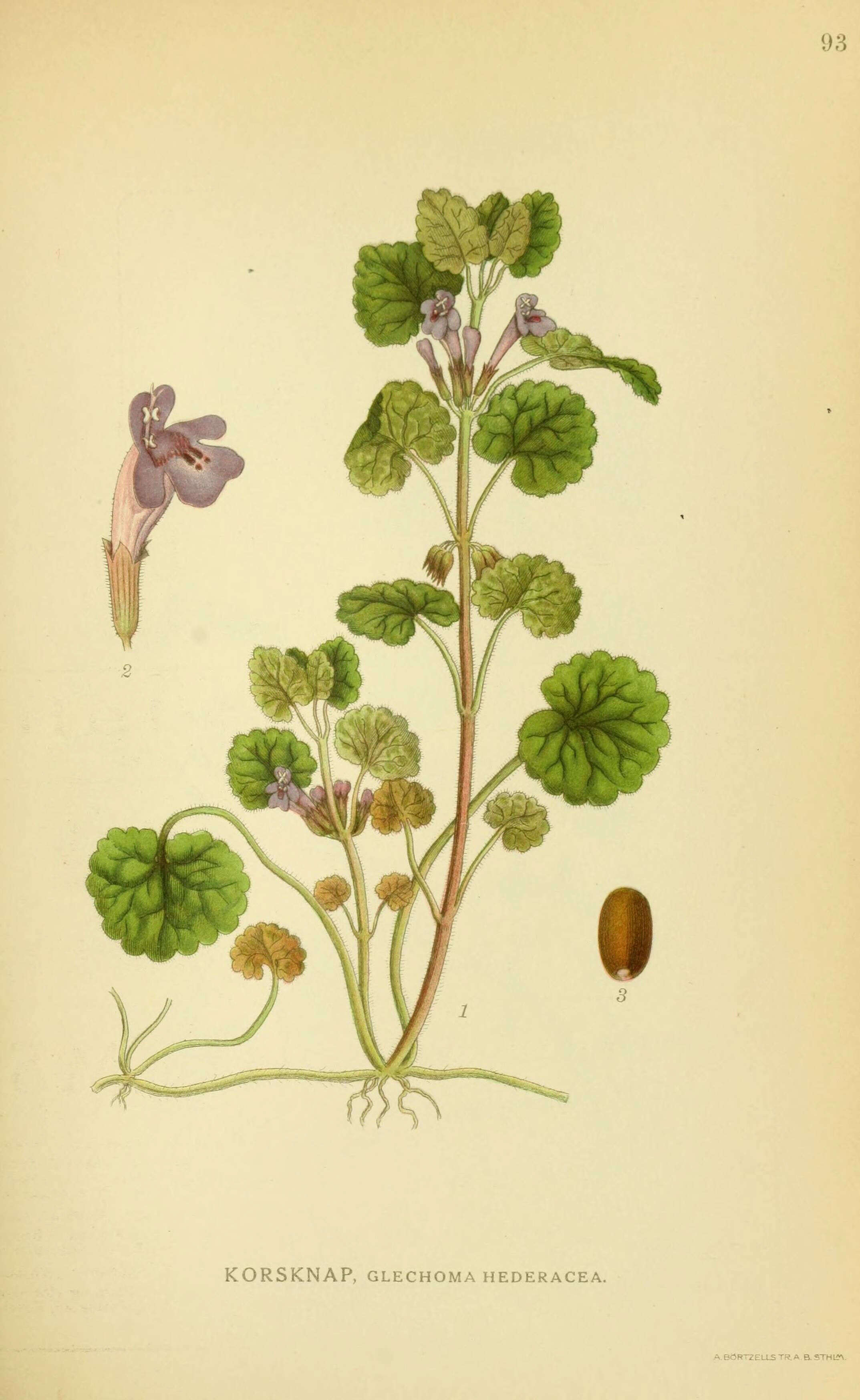 Image of Ground ivy