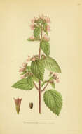 Image of black horehound