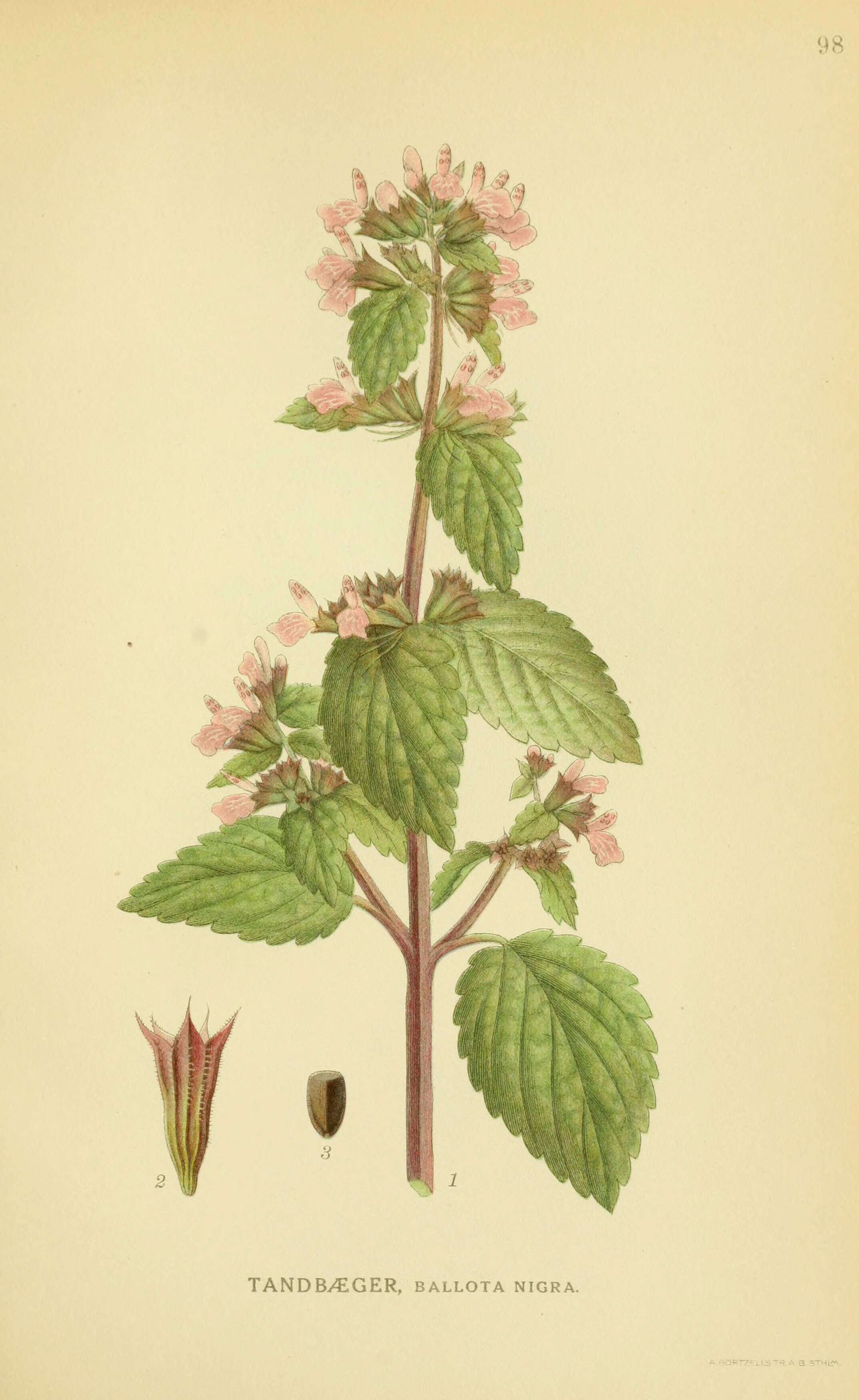 Image of black horehound