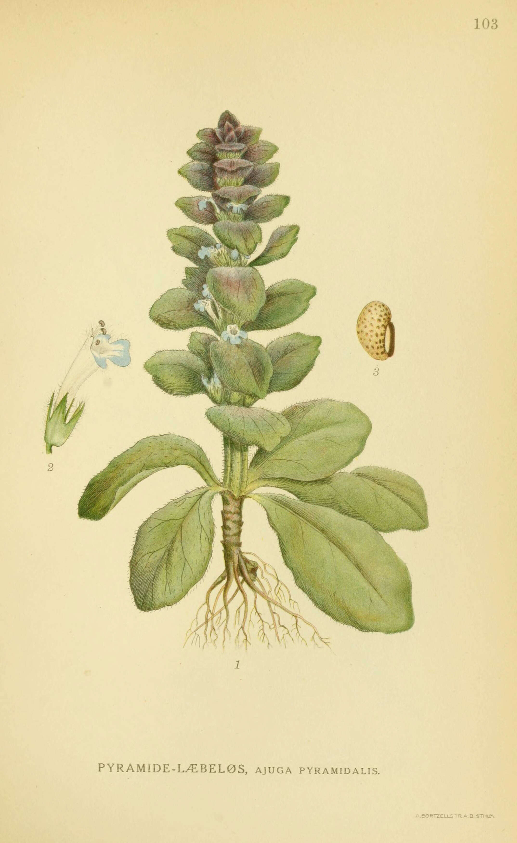 Image of Pyramidal Bugle