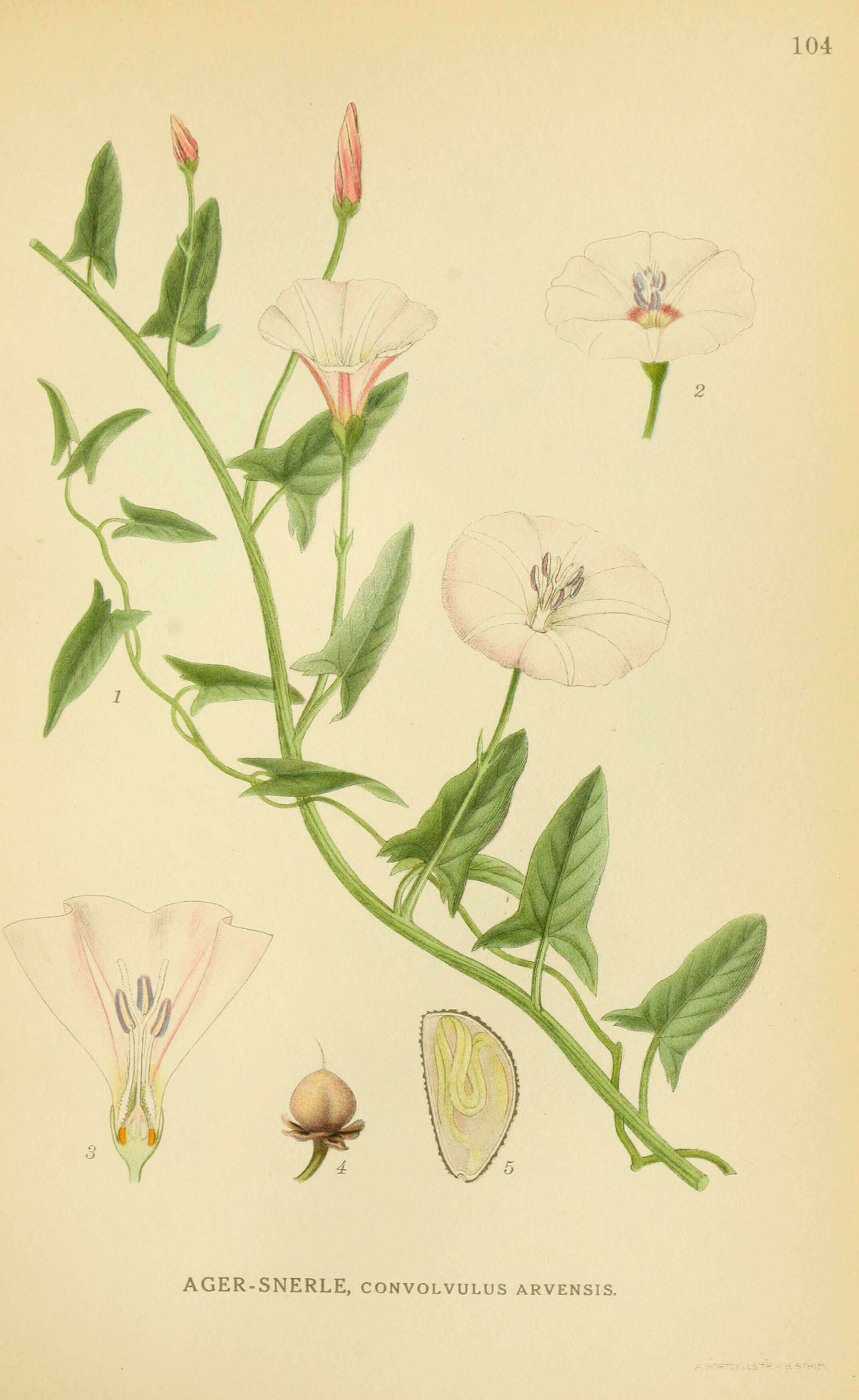 Imagem de Convolvulus arvensis L.