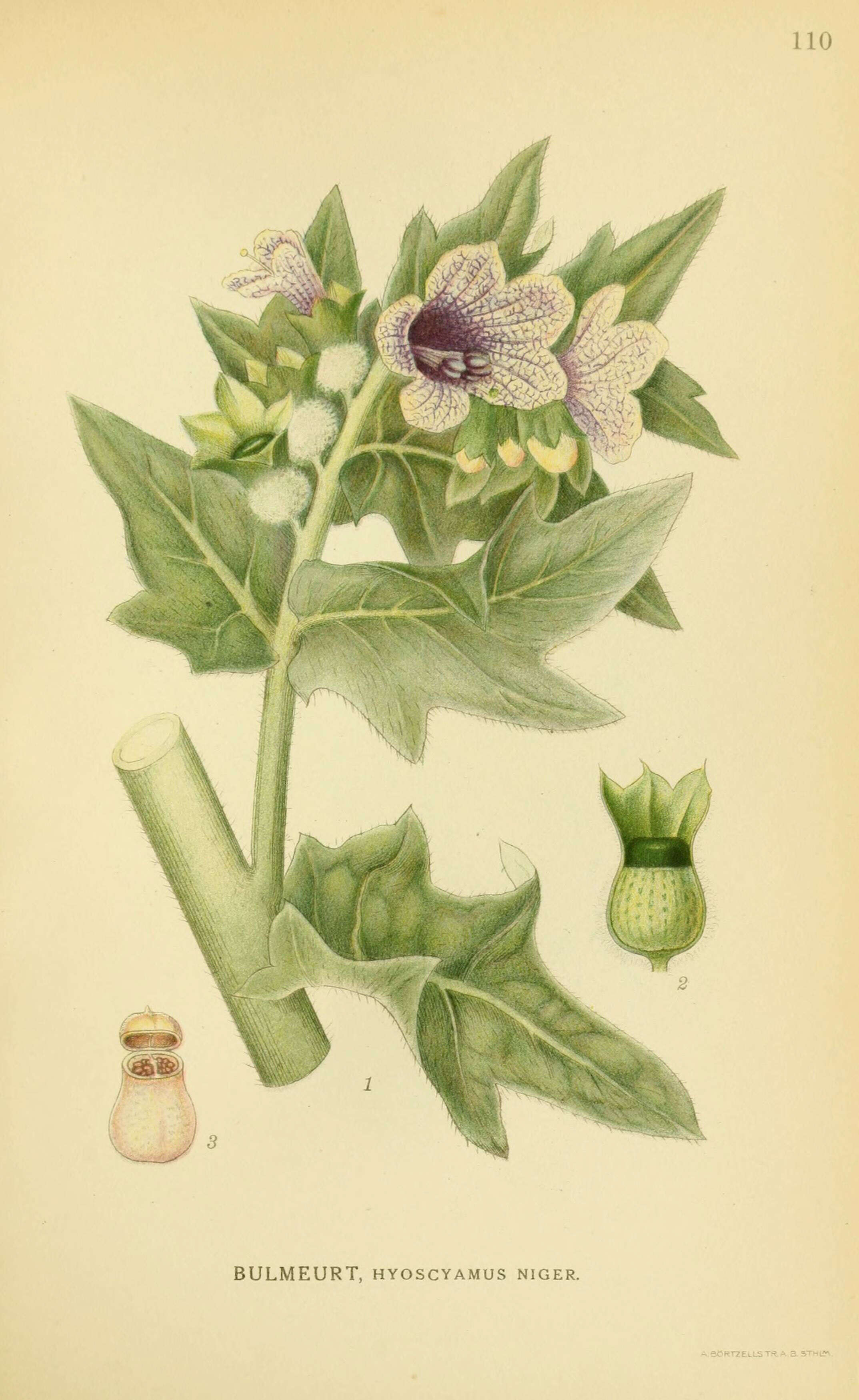 Image of black henbane