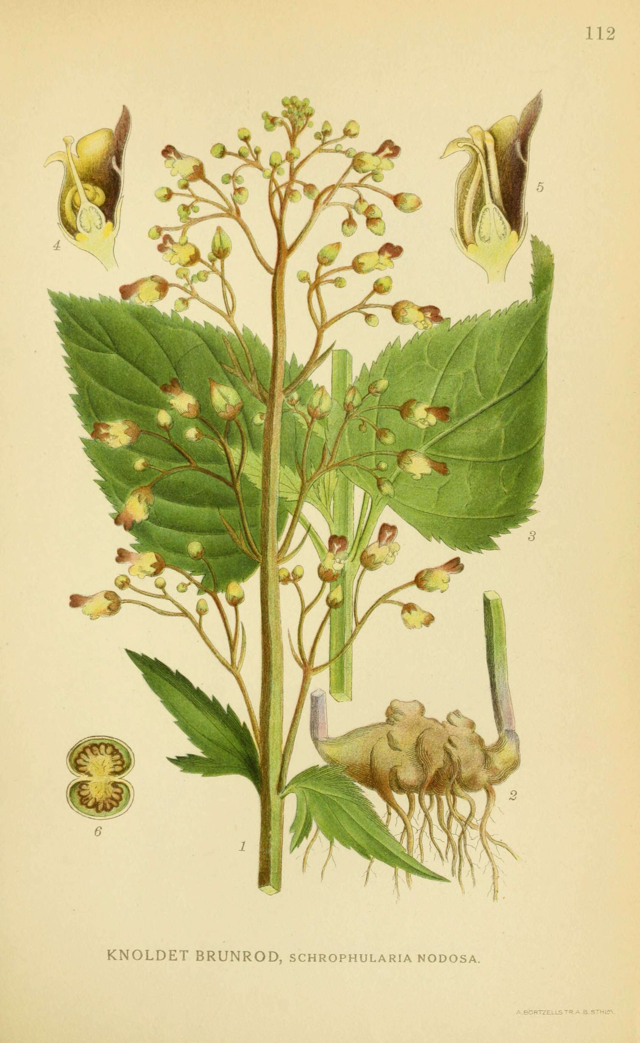 Imagem de Scrophularia nodosa L.