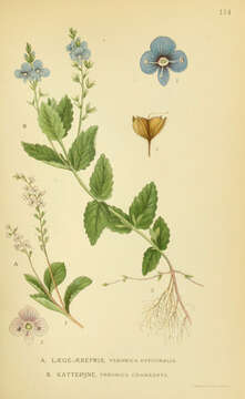 Image of bird's-eye speedwell