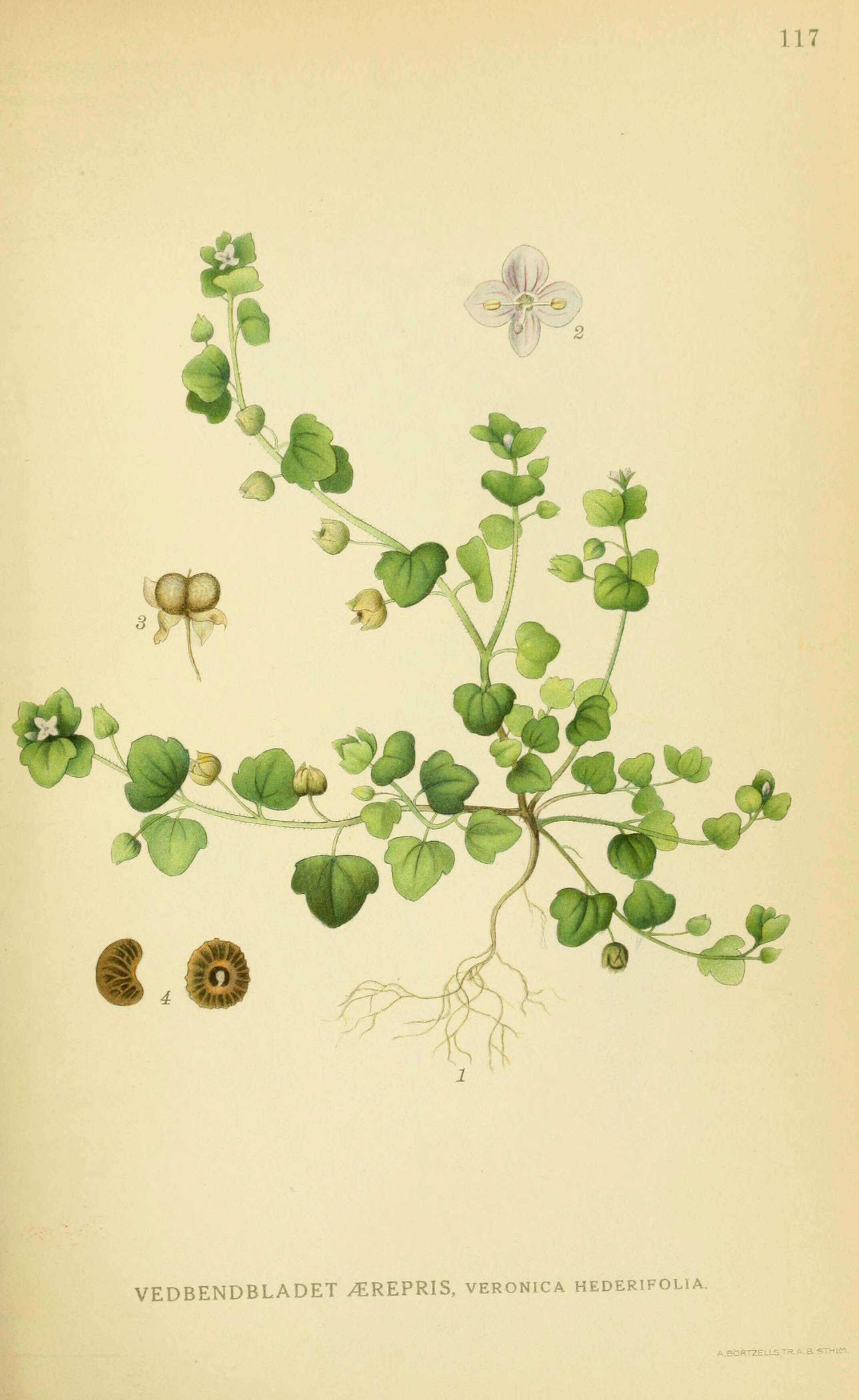 Image of ivy-leaved speedwell