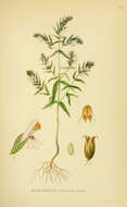 Image of red bartsia