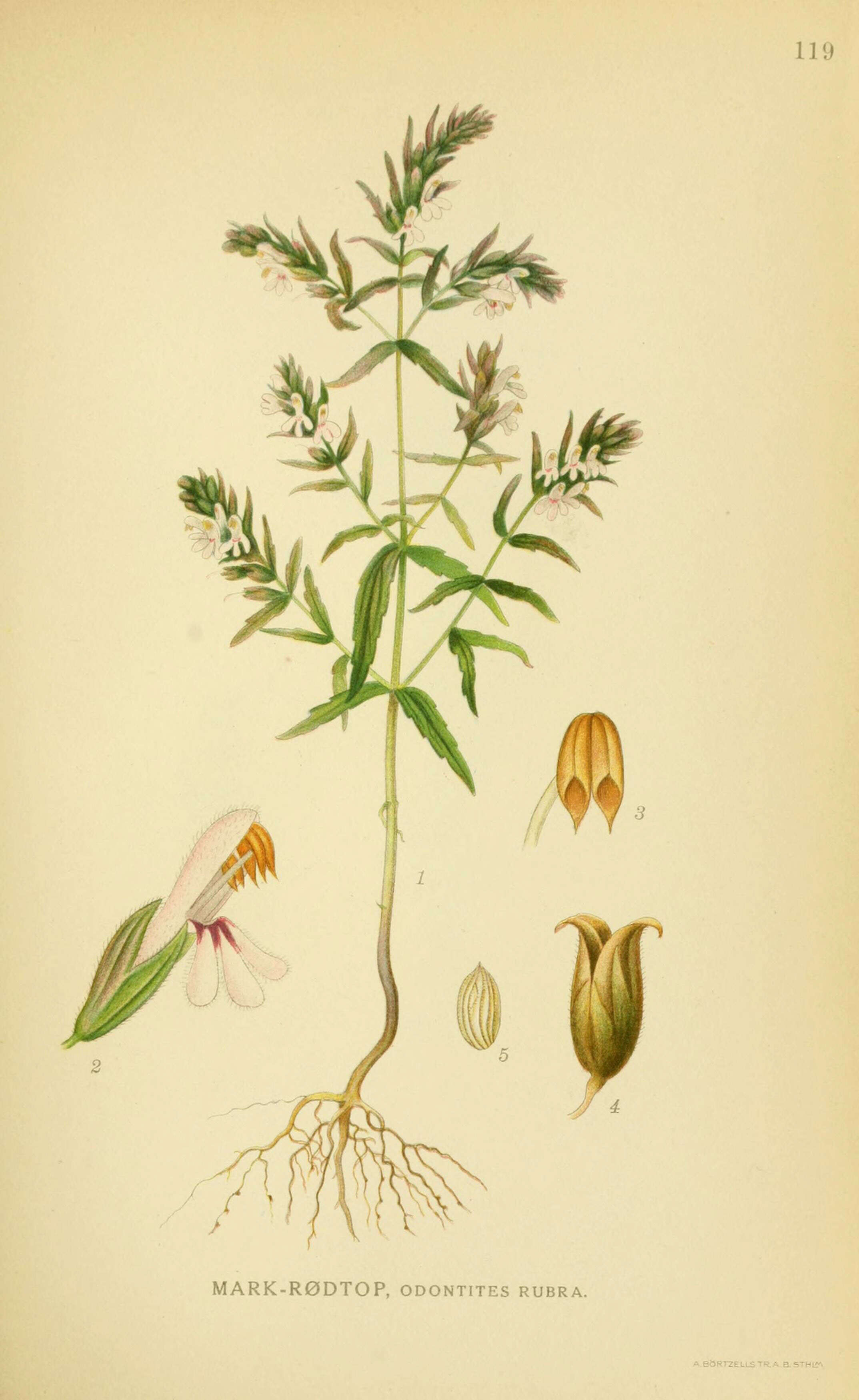 Image of red bartsia