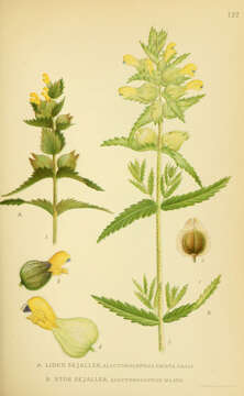 Image of Yellow rattle