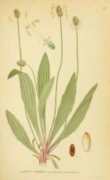 Image of Ribwort Plantain