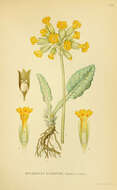 Image of Cowslip